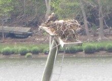 osprey nest 050913 2