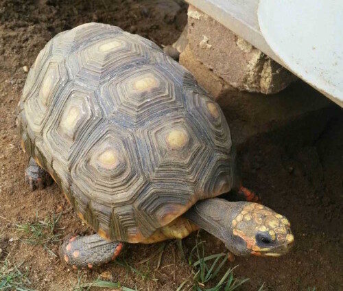 rb tortoise 081915