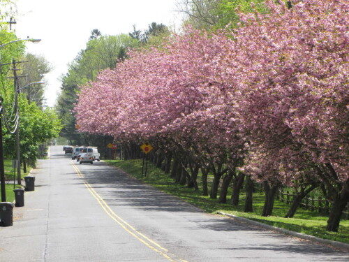 fh road trees 042616