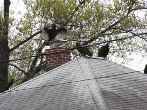 turkey vultures 050216