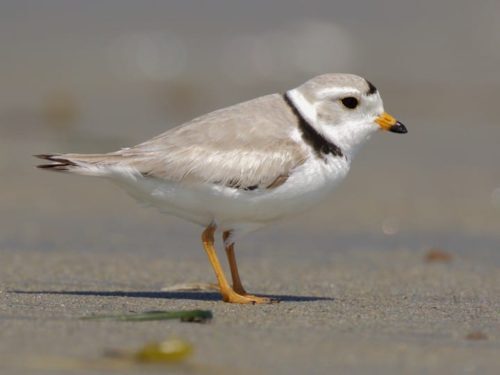piping-plover-500x375-9399138