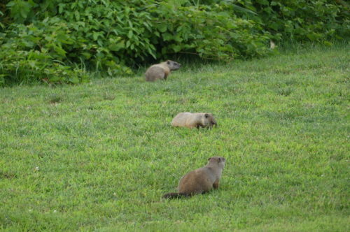 red-bank-groundhogs-081519-500x332-1287392